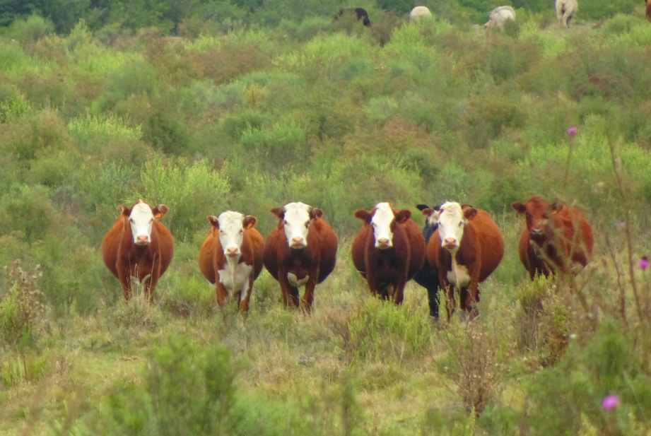 Estancias (Traditional Ranches), Various (Tacuarembó, Durazno, etc.), Uruguay